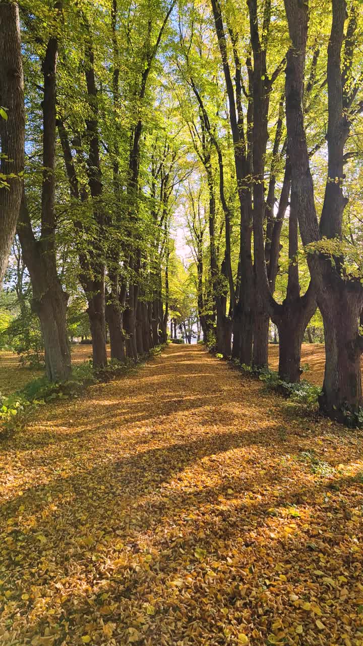 一个老公园的小巷，秋天树叶黄黄的视频下载