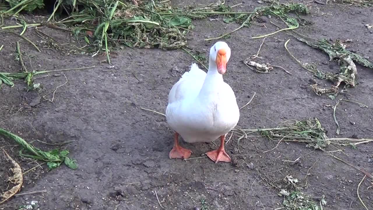 白鹅在农家院里啄食谷粒视频下载