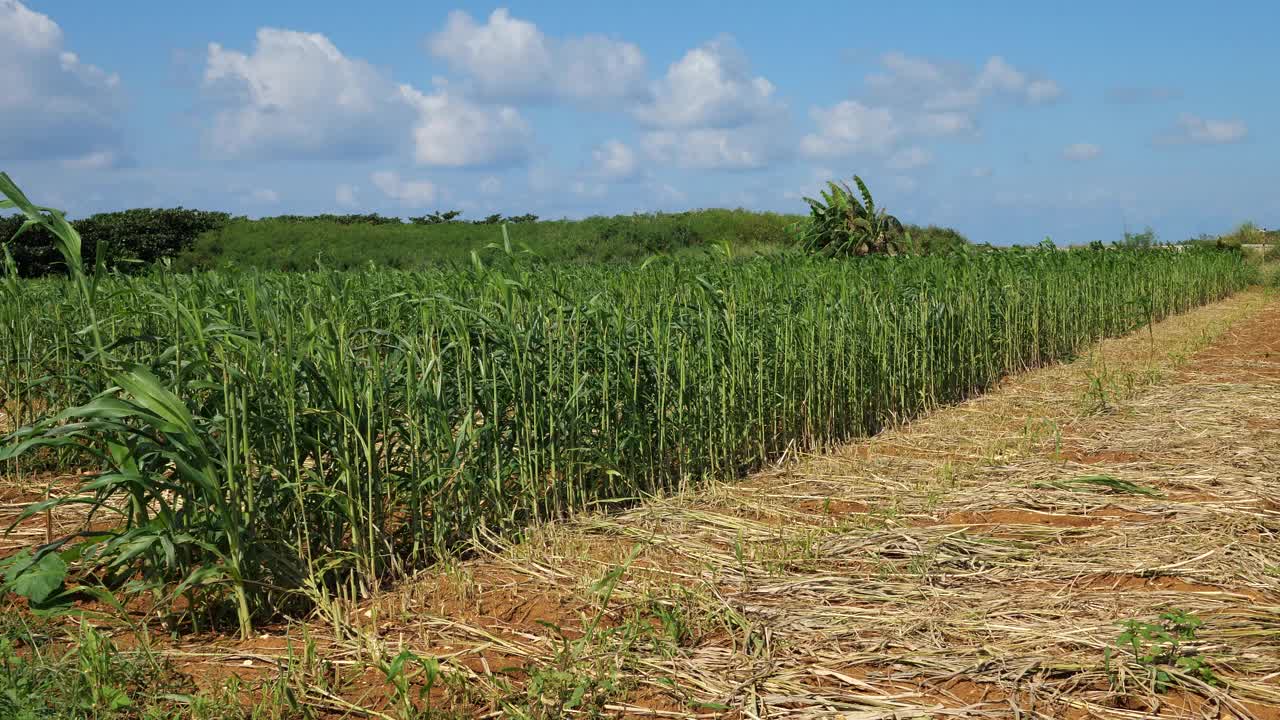 日本栗岛蓝天下的甘蔗田视频素材