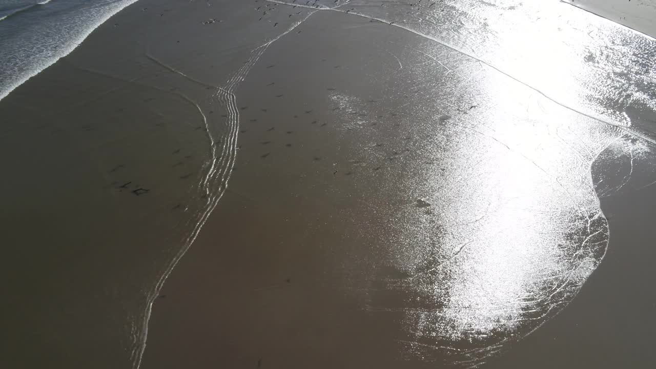 靠近海岸线飞行的海鸟视频素材