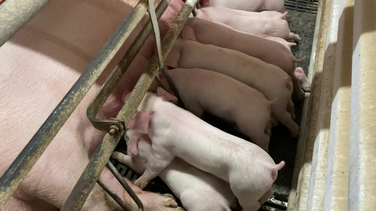 一只巨大的猪躺着，用奶喂着猪宝宝视频下载