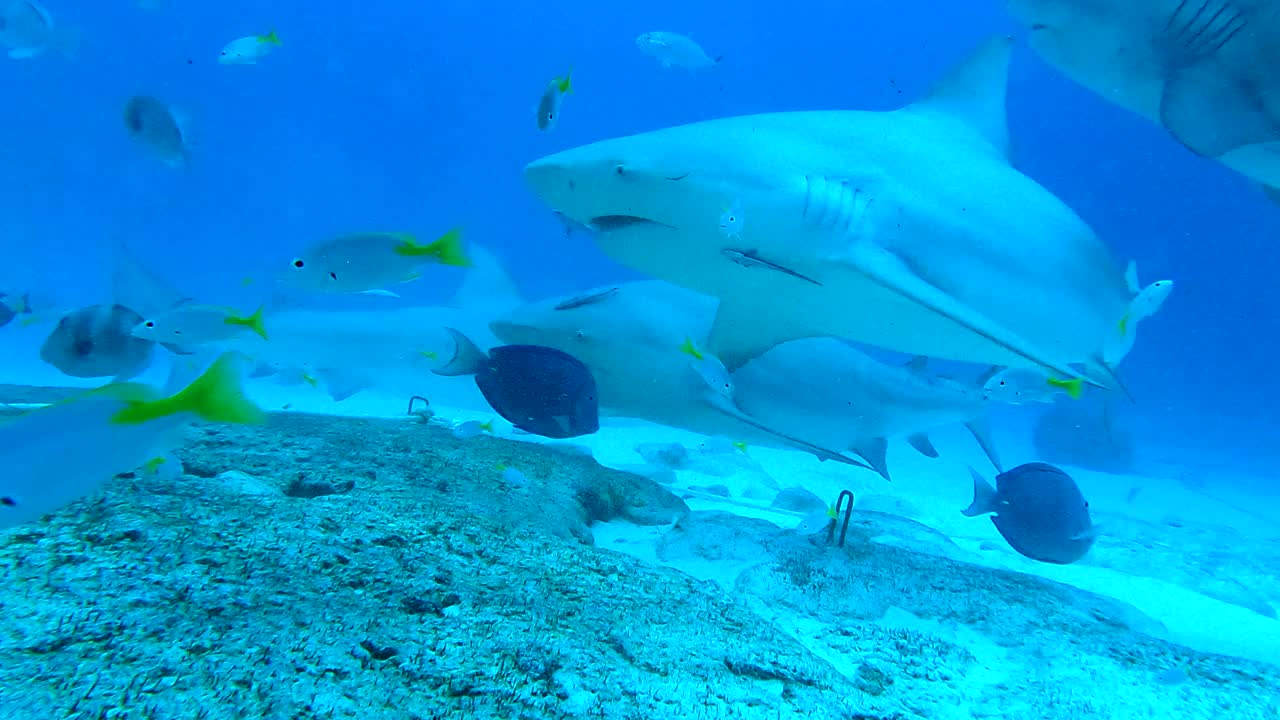 鲨鱼和鱼在海洋中游泳的美丽特写镜头-普拉亚德尔卡门，墨西哥视频下载
