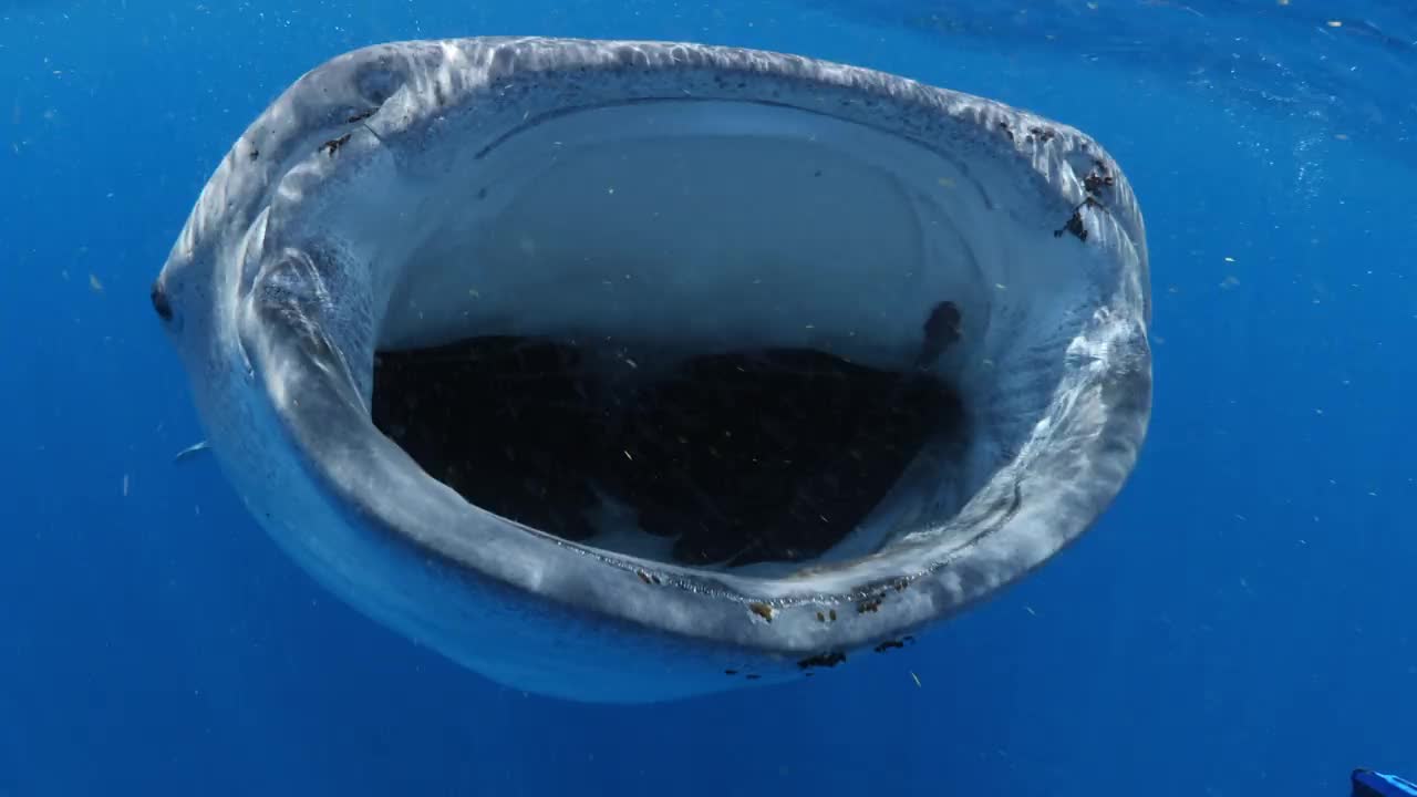 大鲨鱼在海洋中游泳的特写镜头——墨西哥的Isla Mujeres视频下载