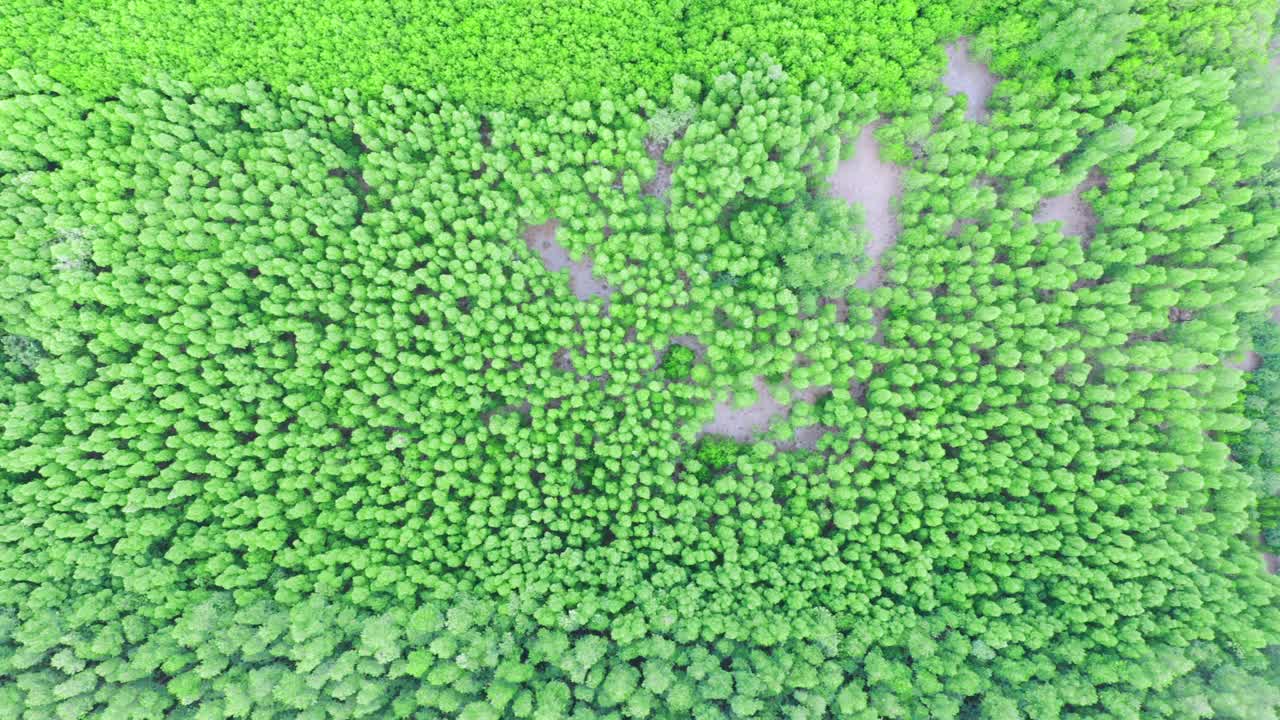 4K无人机俯瞰夏日日出时的森林。无人机拍摄的云杉针叶树顶飞行，自然背景镜头视频素材