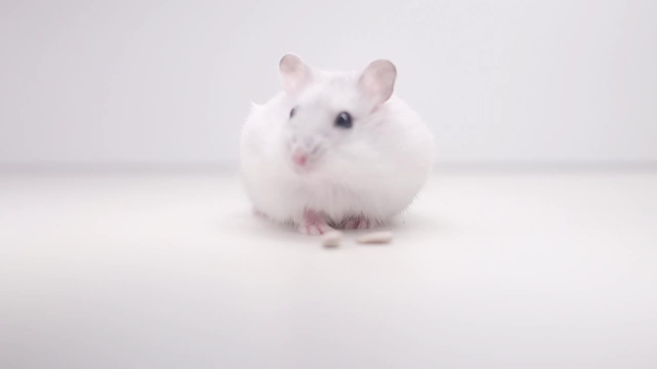 白色的仓鼠在白色的背景上嗅着空气视频素材