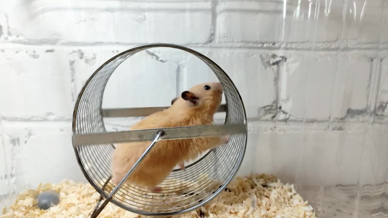 叙利亚仓鼠在轮子上奔跑，视频视频素材