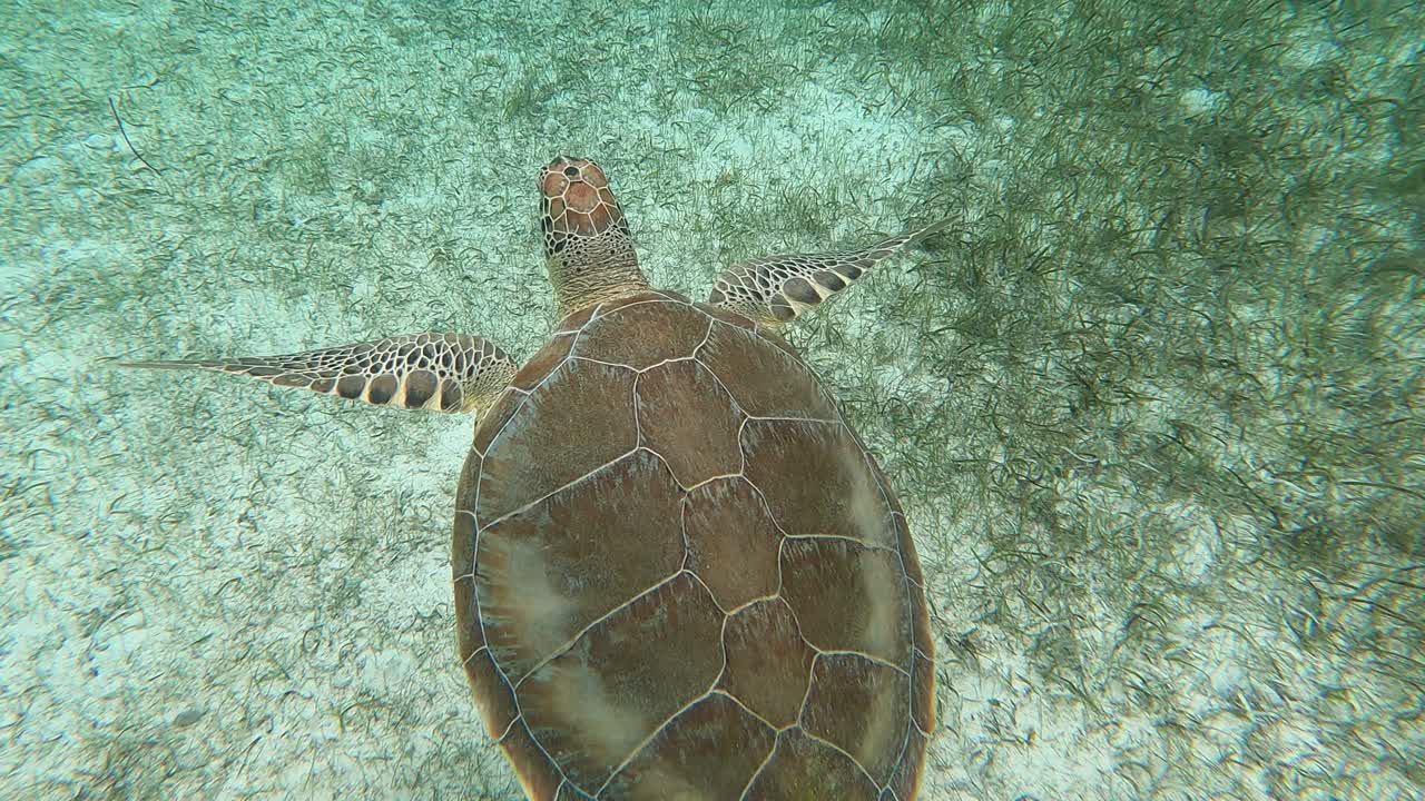 巴哈马拿骚，2021年左右:在巴哈马群岛，海龟在水下游泳。视频下载