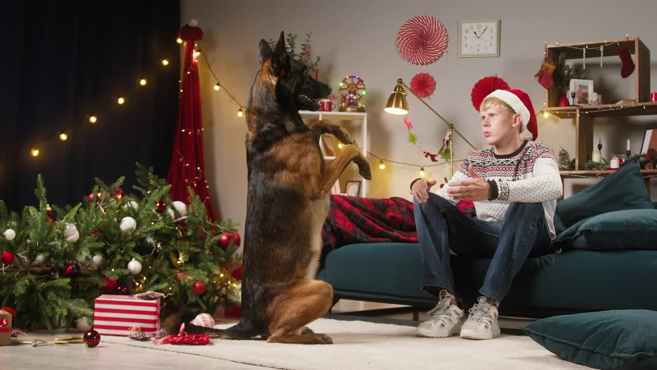 狗狗为掉在客厅的圣诞树道歉。男人责骂马利诺伊斯巴德。内疚的小狗后腿站立。淘气的家养动物在家里。新年时间概念视频购买