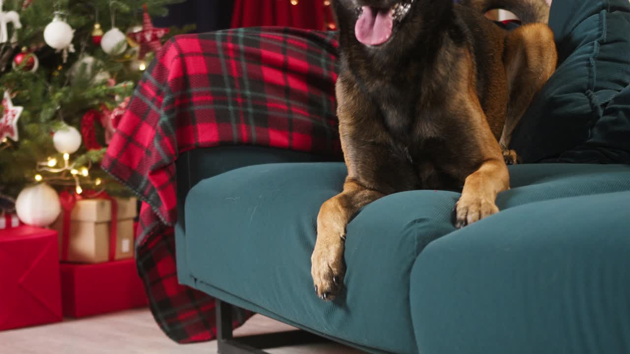 马利诺斯躺在客厅的沙发上。比利时牧羊犬肖像，在相机里看。小狗伸出舌头呼吸的特写镜头。家养动物。圣诞节和新年视频购买