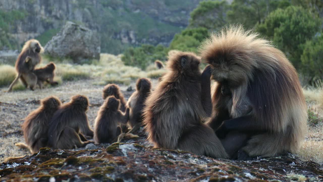 夕阳西下时，杰拉达狒狒成群地聚集在埃塞俄比亚高原的斯米恩山脉的悬崖上视频购买