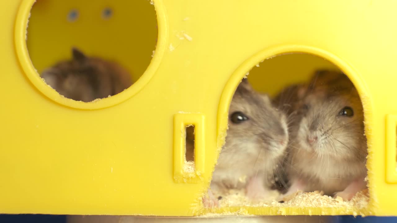 黄色家兔笼里的灰色小仓鼠。视频素材