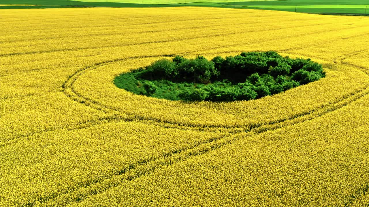 令人惊叹的黄色rap花在波兰乡村。视频下载