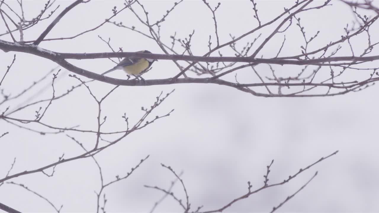 瑞典，大雪纷飞的冬天，大山雀从树枝上起飞视频下载