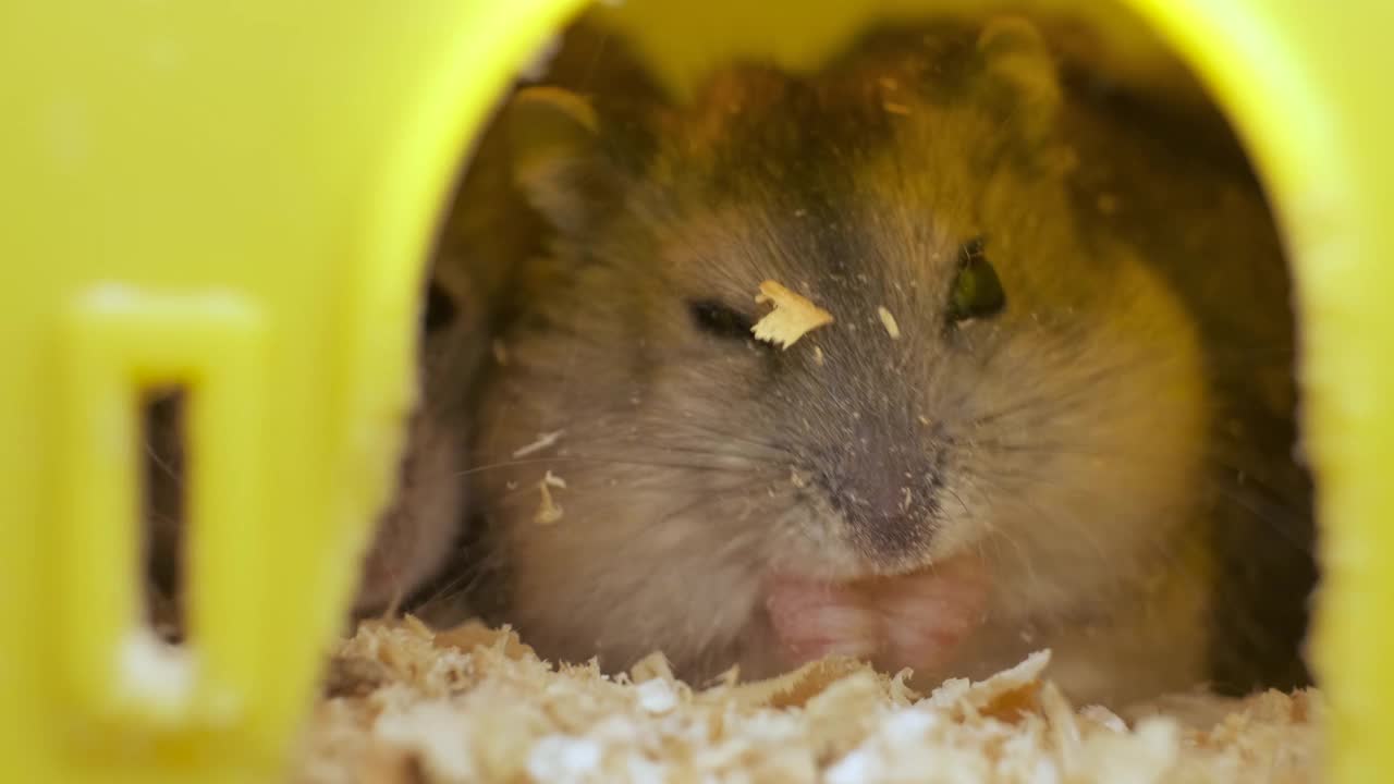 黄色家兔笼里的灰色小仓鼠。视频素材