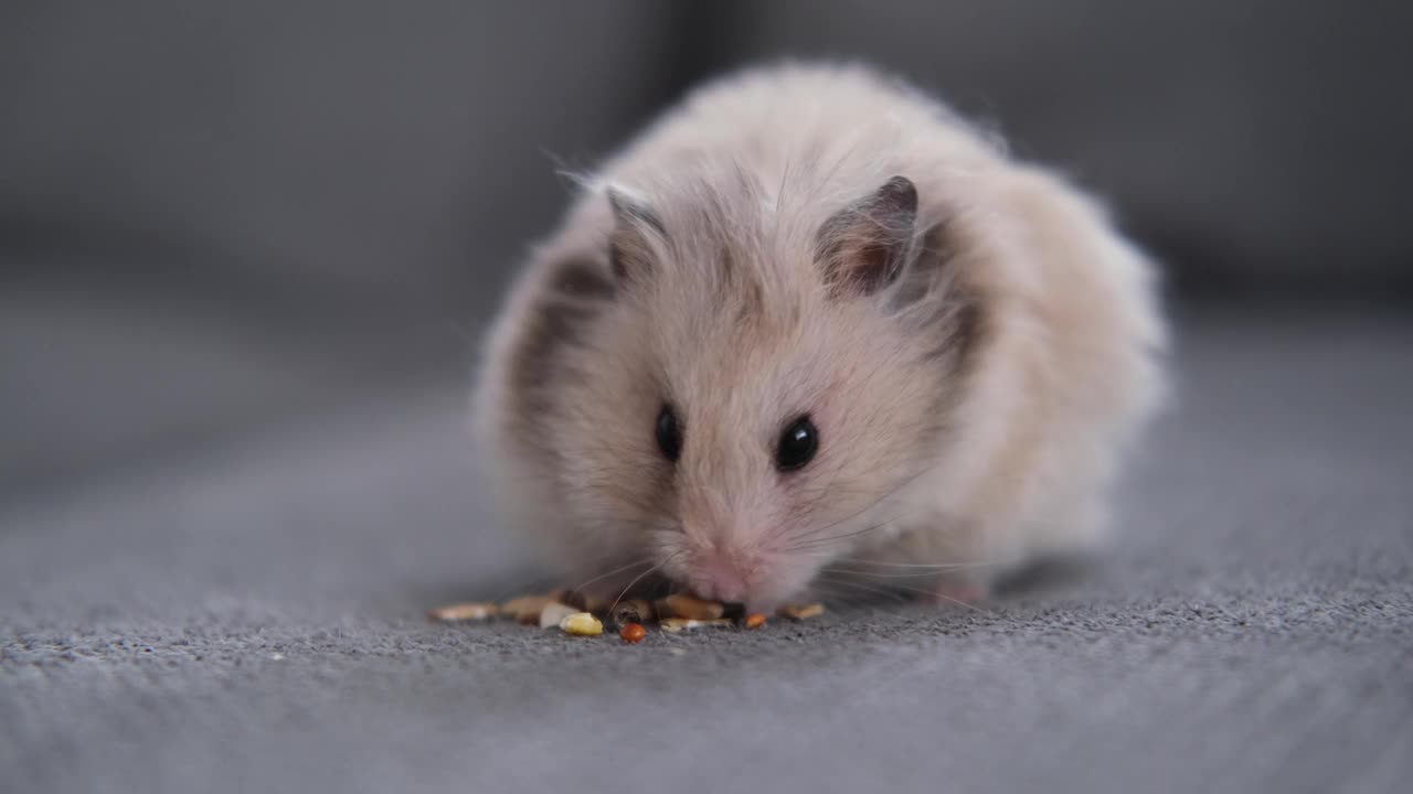 毛茸茸可爱的仓鼠在沙发上吃食物视频素材