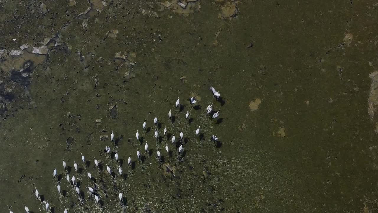 一大群鸟在自然环境中飞过湖面。处女座人猿，鹤姑娘视频素材