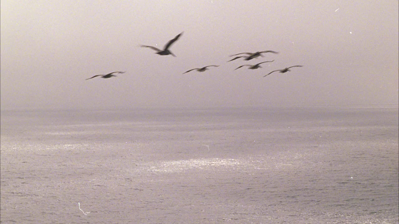 海鸥或鸟类飞越海洋的广角。雾。视频素材