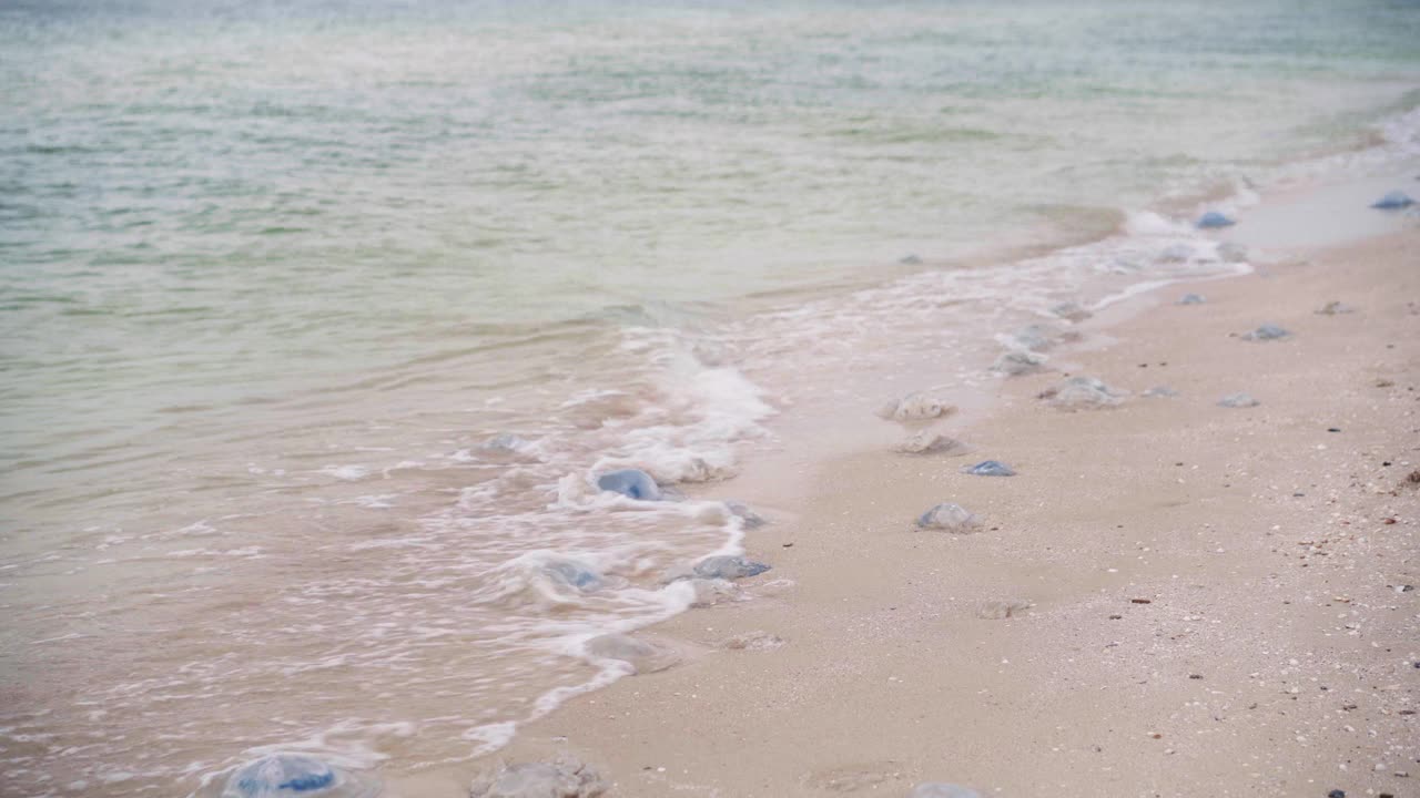 许多死水母在沙滩上和水里的浅水角水母和Aurelia水母。视频素材