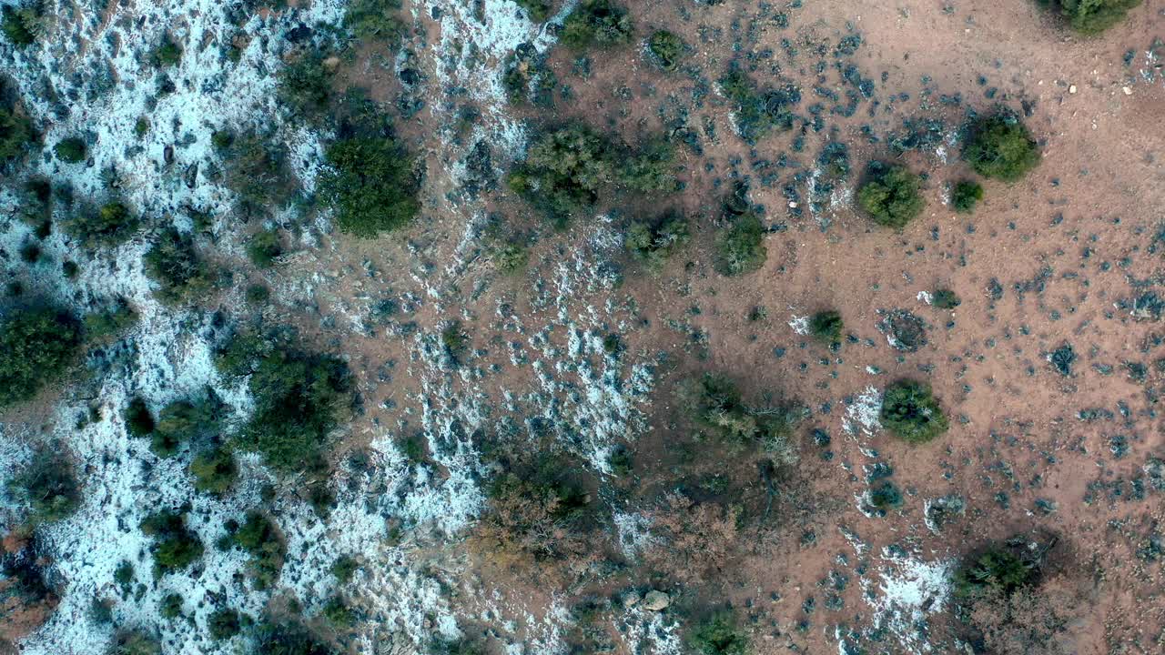 垂直向下的4K视频无人机小松树与雪灰尘附近科罗拉多大Junction视频素材