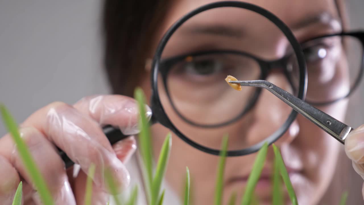 实验室工作人员用放大镜观察草种视频下载
