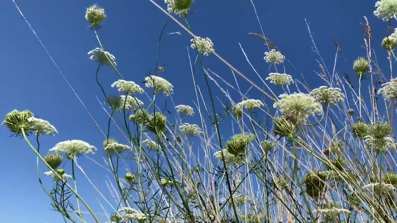 法国夏天风中的野花和野草的4K视频视频下载