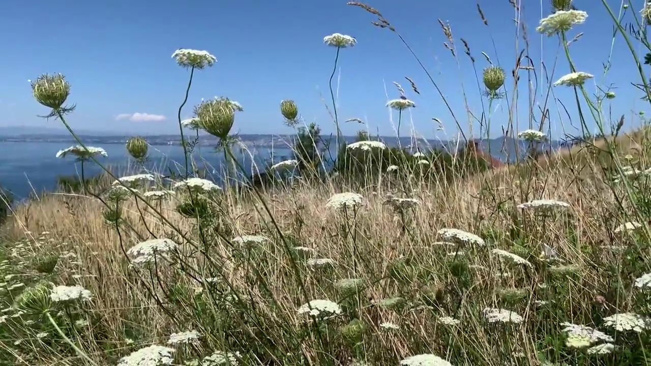拍摄日内瓦湖夏季野花和野草的4K视频视频下载