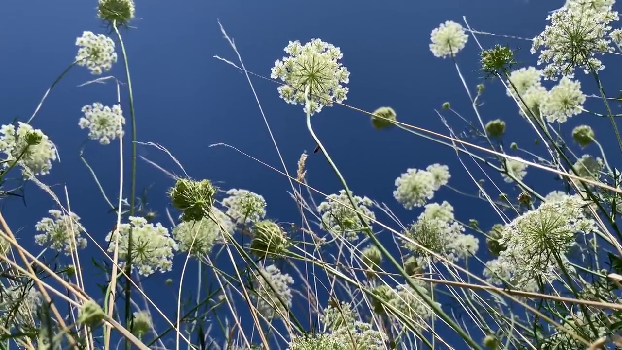 上萨瓦省的4K视频，展示了大风和蓝天下的野花和野草视频下载
