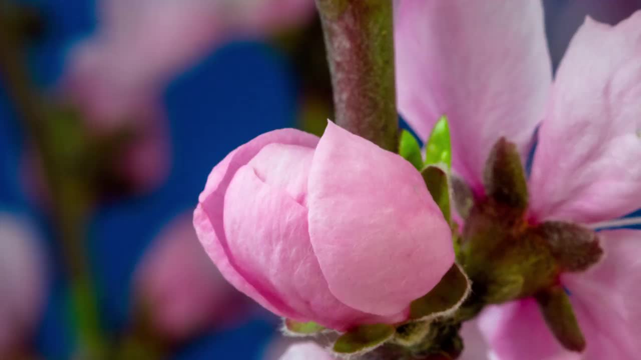 桃花盛开的蓝色背景在水平格式的时间推移4k视频。樱花在春天开花的视频。视频素材