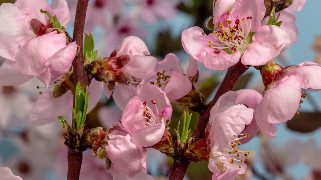 桃花盛开在蓝色背景的水平格式延时4k视频。桃树在春天开花的视频。视频下载
