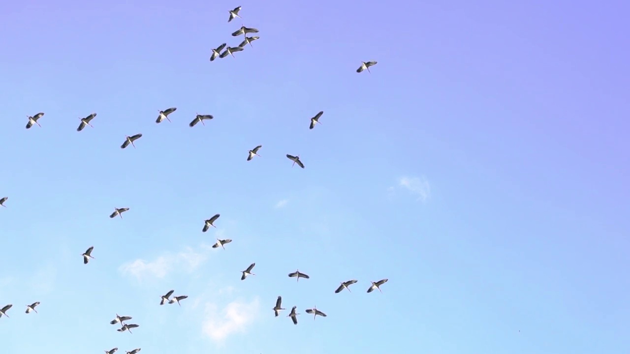 候鸟在天空中的慢动作视频素材