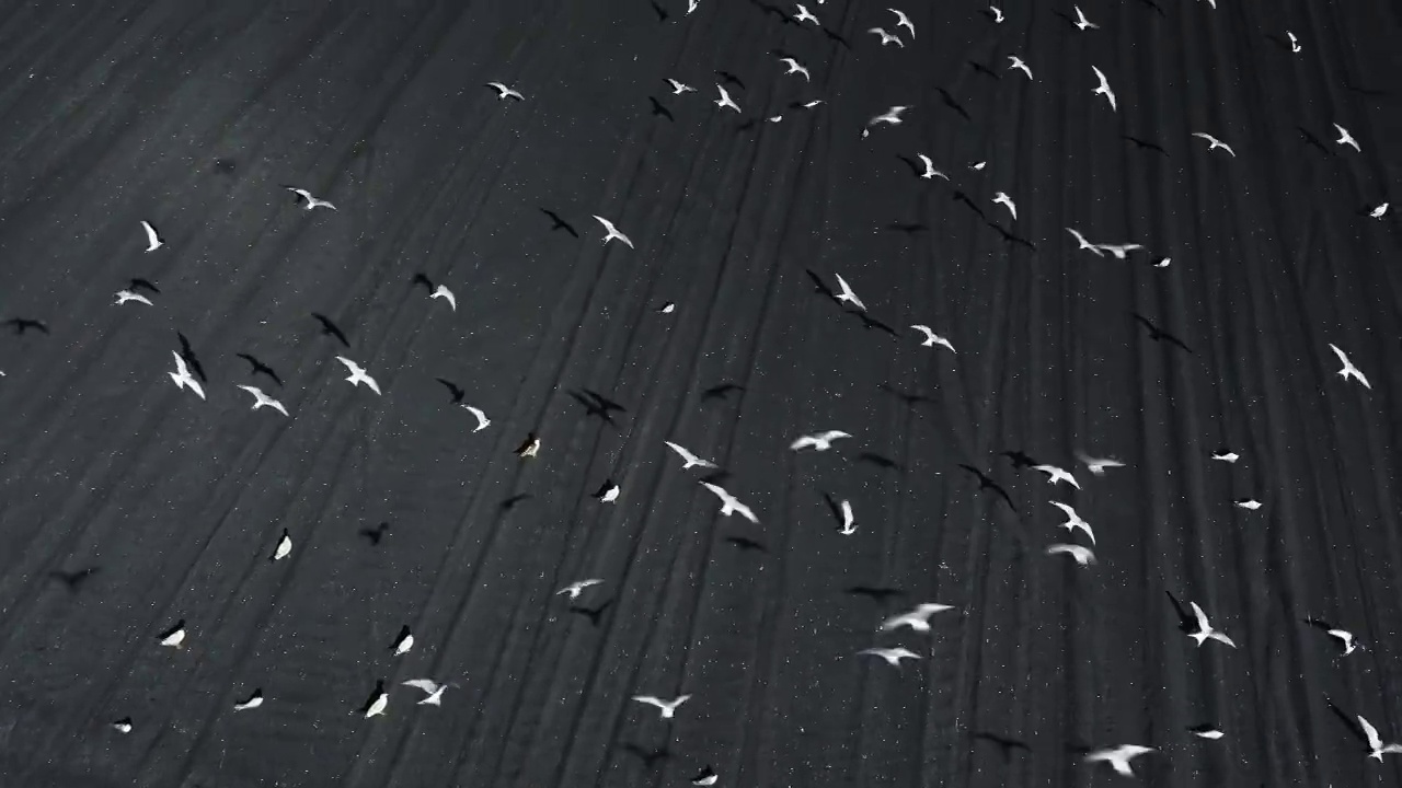 在冰岛的维克，一架无人机在海滩上看着鸟儿起飞时向后飞行视频素材