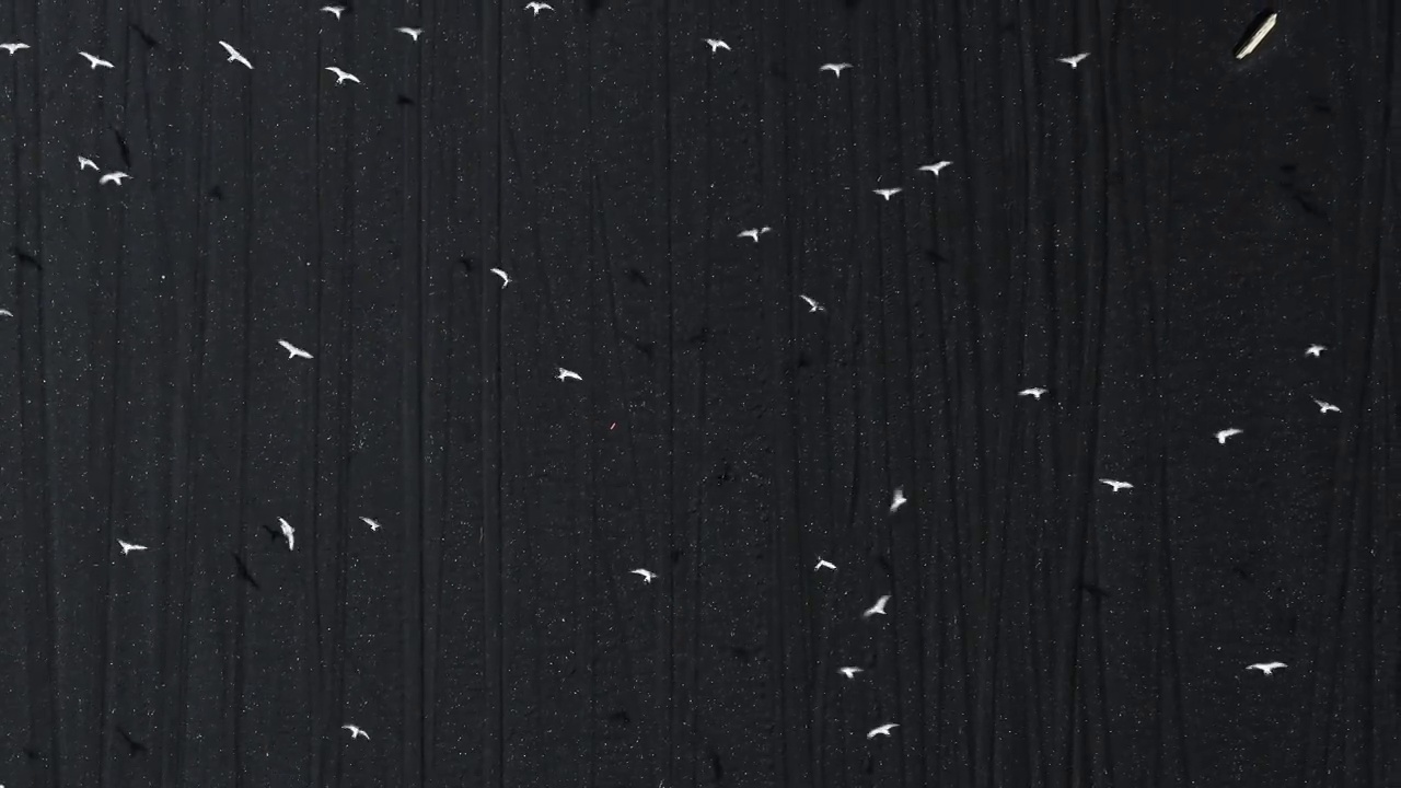 在冰岛维克的黑色沙滩上，一架无人机拍摄了小鸟从空中起飞的视频视频素材