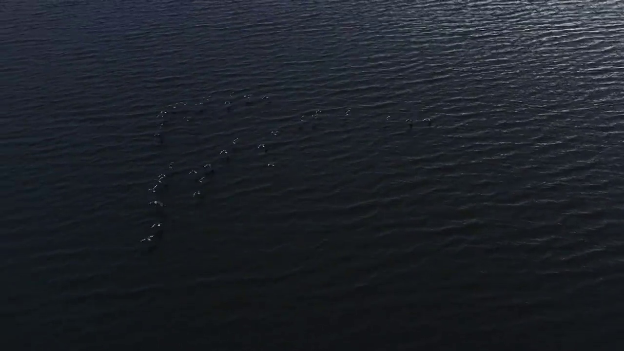追踪无人机在冰岛维克大西洋上空追踪鸟类视频素材