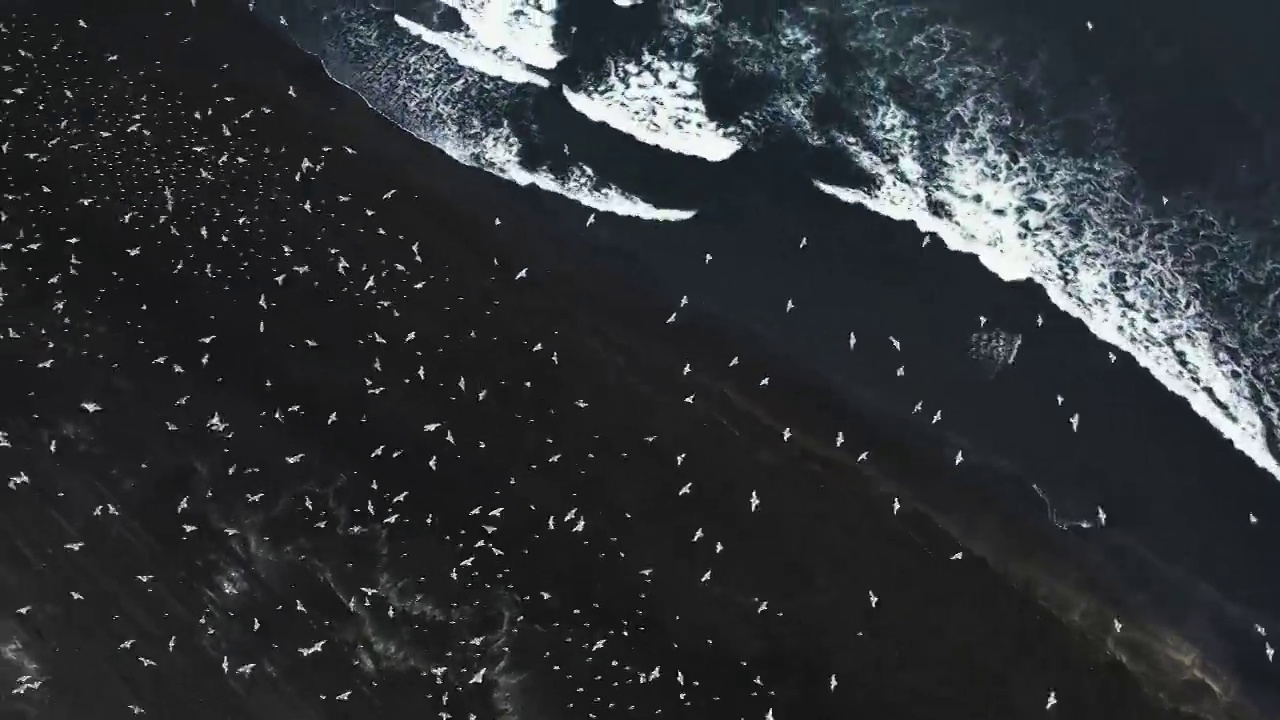 航拍照片，冰岛黑色沙滩上的鸟视频素材