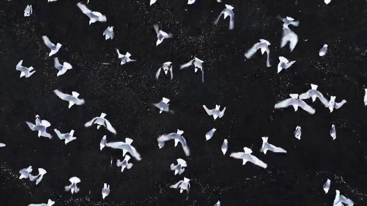 近距离无人机拍摄的上升，而上面的鸟从黑色的沙滩起飞，冰岛视频素材