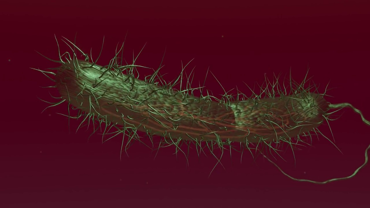 血液中的细菌动画视频素材