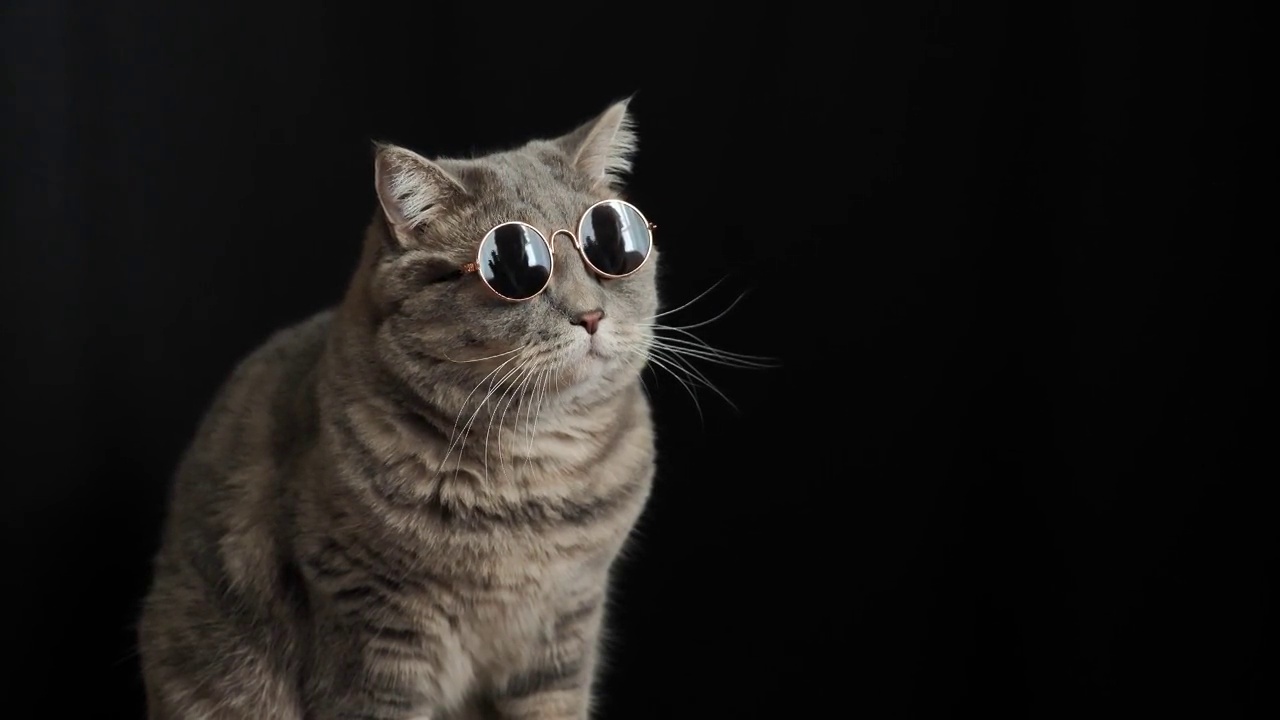 戴着黑色墨镜的猫，是苏格兰直系后裔视频下载