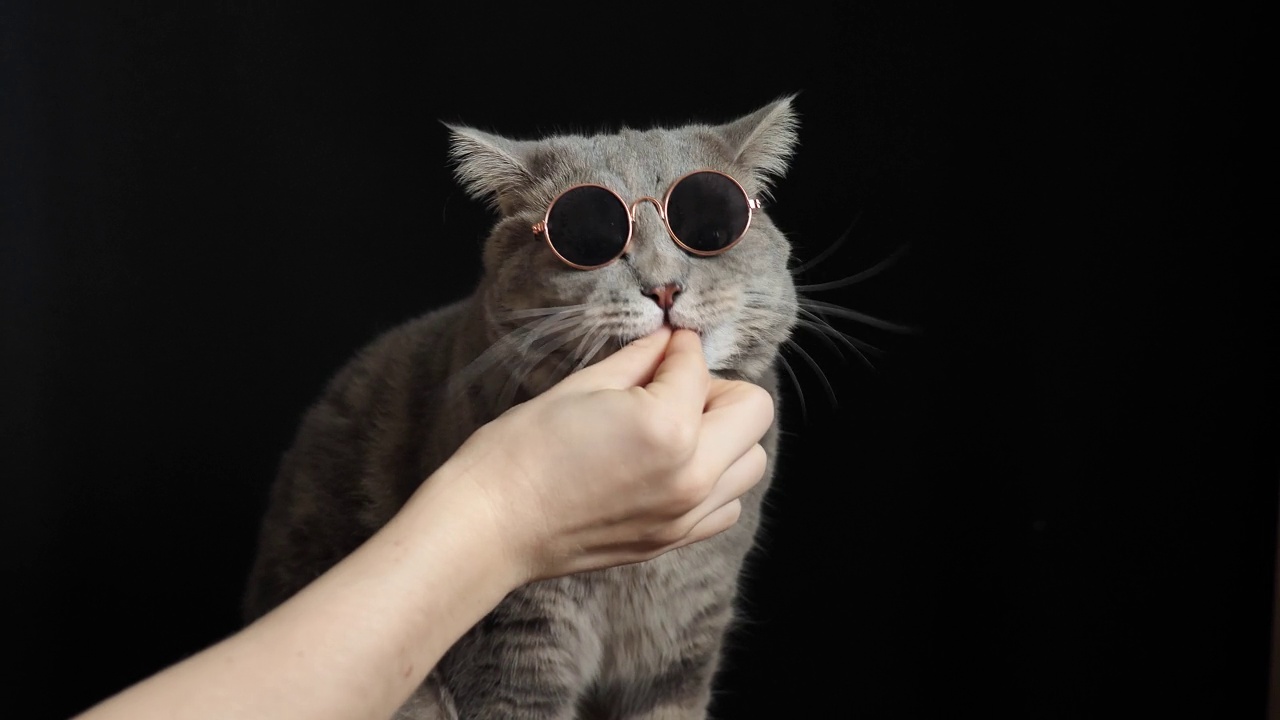 戴眼镜的猫吃，苏格兰直养视频下载