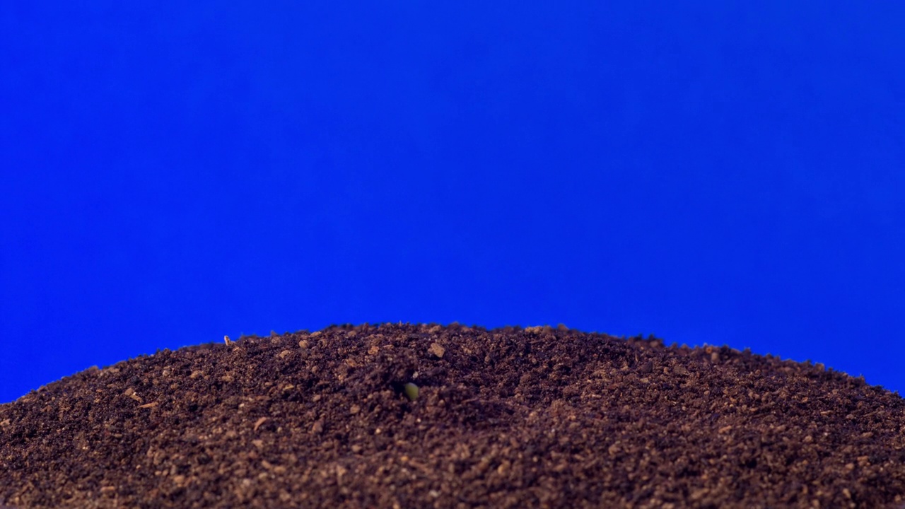 4K的延时视频，在蓝色背景下拍摄的三个大豆从豆芽中生长的地上视图。视频素材