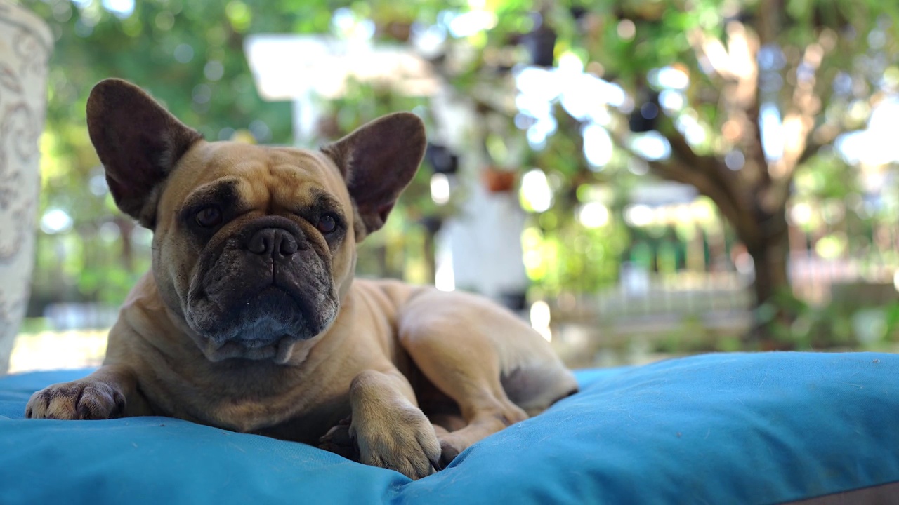 法國斗牛犬躺在戶外的藍色枕頭上。視頻素材