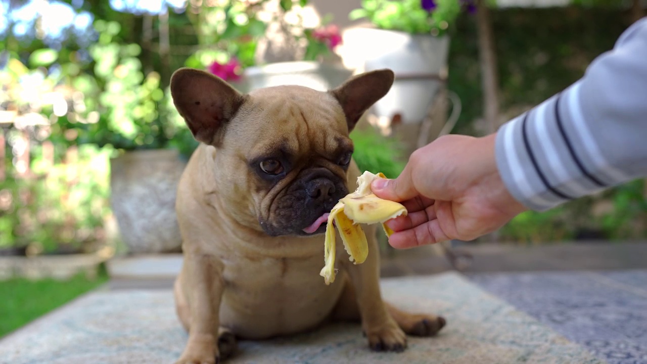 可愛的法國斗牛犬在戶外吃香蕉。視頻素材