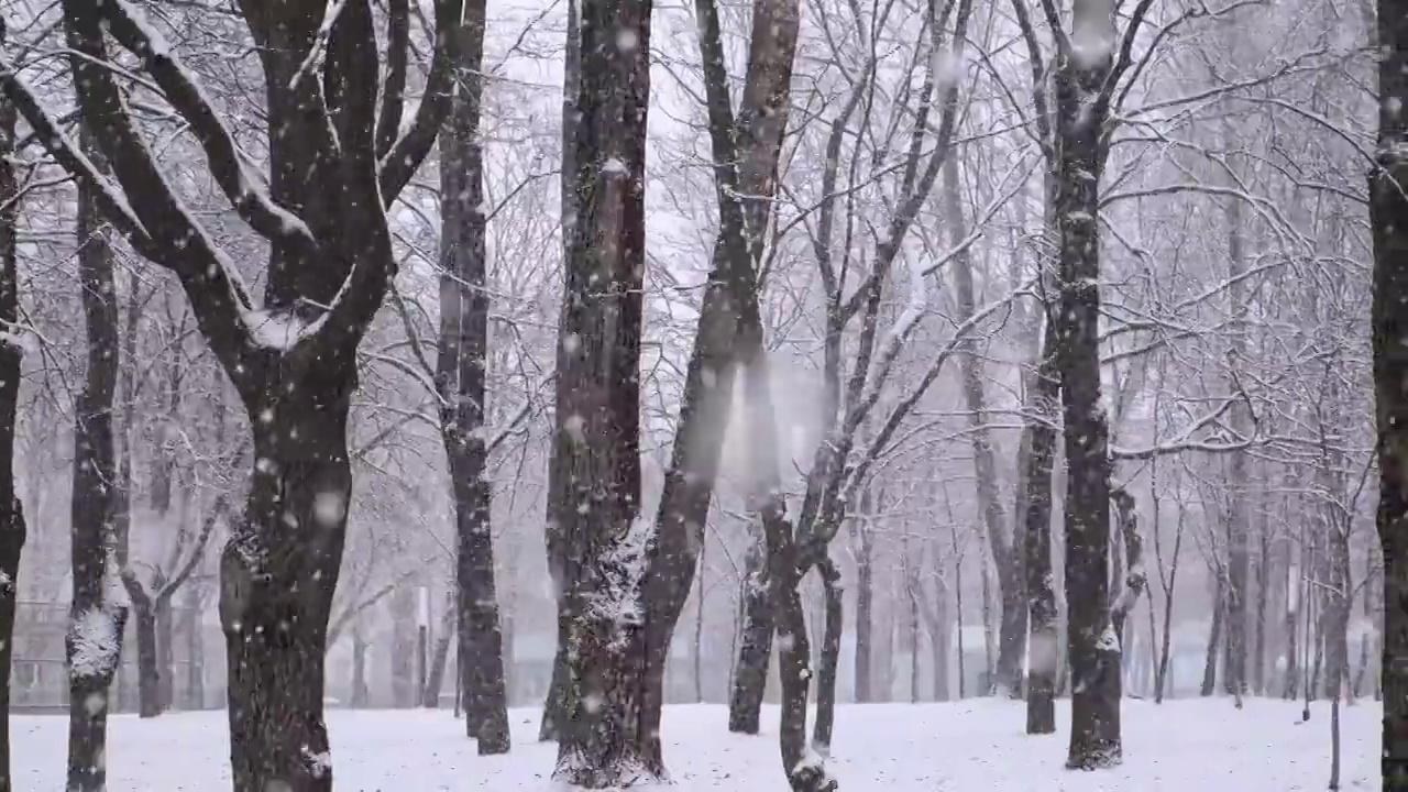 公园里下大雪视频下载
