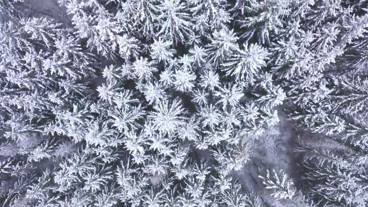 冰冻的冬天森林视频下载