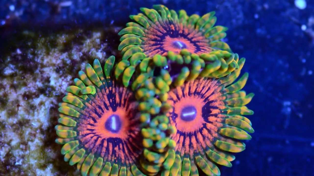 喀拉喀托动物大师，珊瑚礁时间的流逝视频下载