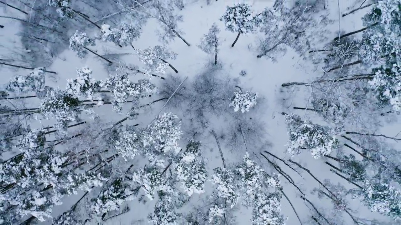 在冬季，在稀疏林地的松树上旋转和上升视频下载