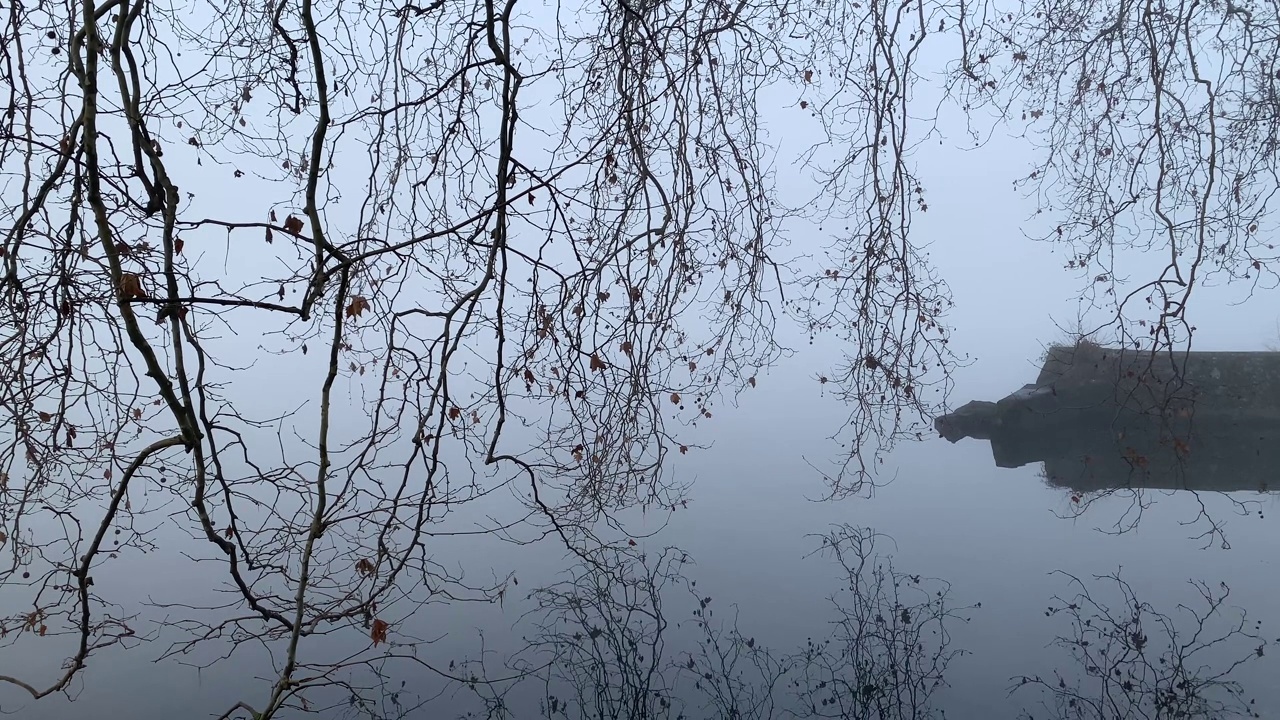 冬天，日内瓦湖上的树枝在雾气中倒映视频下载
