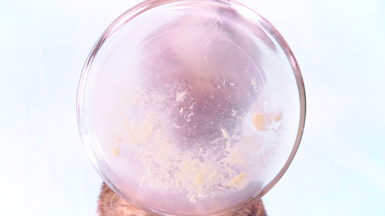 孟加拉猫舔着玻璃碗里的水。视频下载