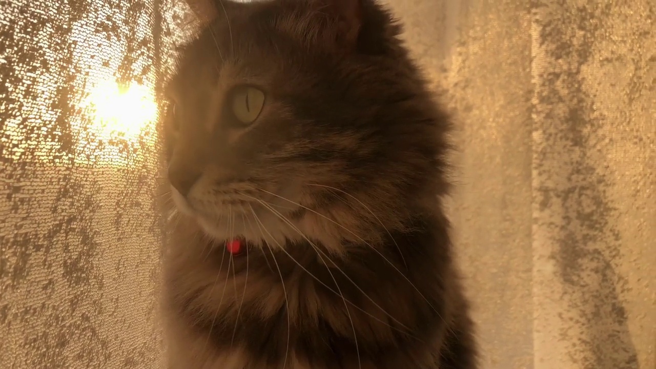 美丽的灰色虎斑猫坐在窗台上的窗帘和阳光视频下载