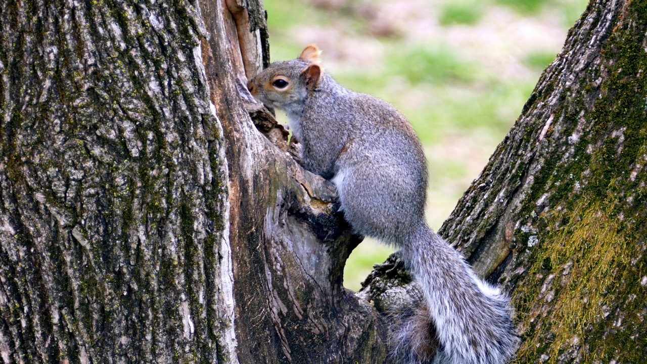 灰松鼠正在树洞里寻找食物视频素材