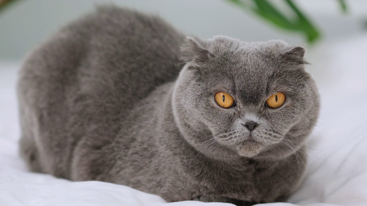苏格兰折耳猫坐着看着镜头，向前看。英国短毛猫，灰色和蓝色相间，黄色大眼睛。家猫，动物，宠物视频下载